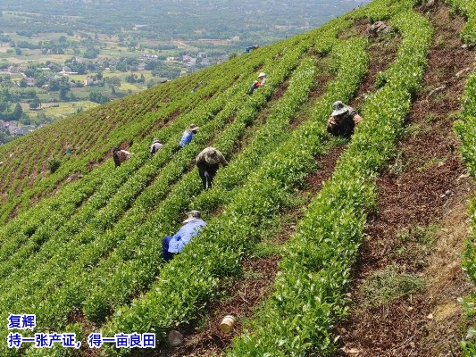 种茶脱贫有妙招，从茶园到茶杯的乡村振兴之路