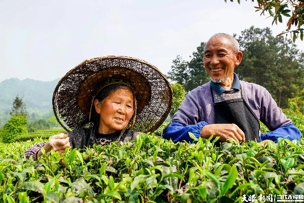 种茶脱贫有妙招，从茶园到茶杯的乡村振兴之路