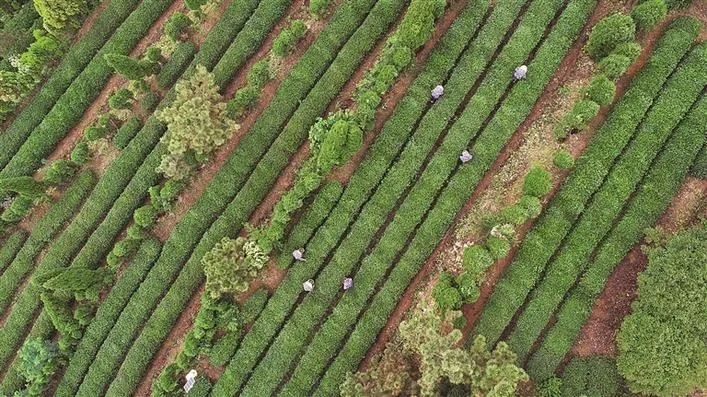 种茶脱贫有妙招，从茶园到茶杯的乡村振兴之路