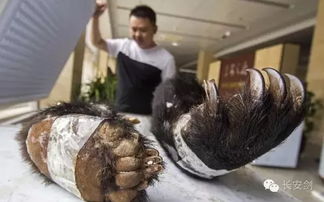户外探险必备—熊掌户外品牌全解析