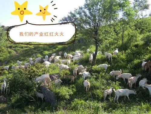 十堰羊小咩便荔卡提现攻略