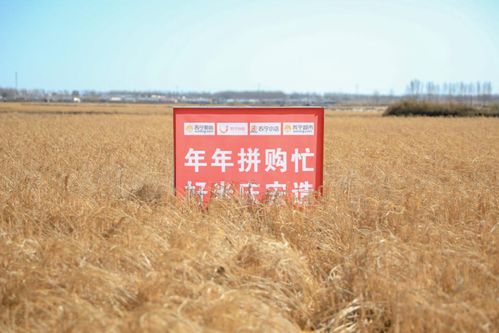 乡村休闲产业调研全攻略，从选题到落地，手把手教你玩转乡村经济