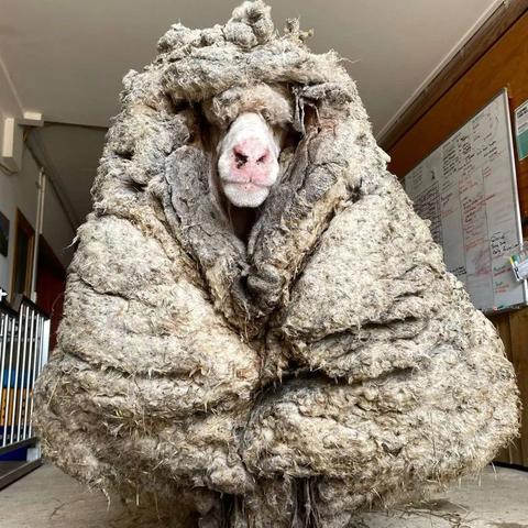 手把手教你24小时薅羊毛！羊小咩享花卡二维码领取全攻略
