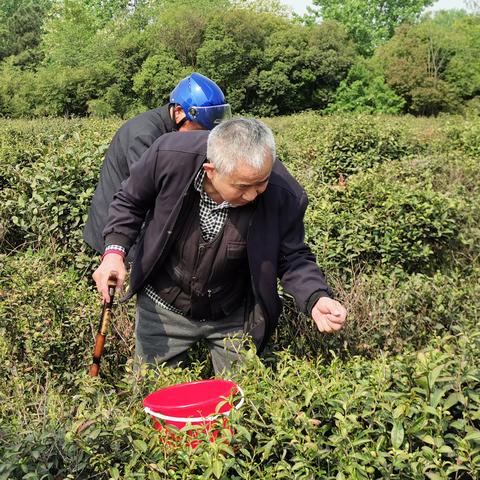 扬州茶叶品牌店全攻略，手把手教你选对茶，喝出扬州味