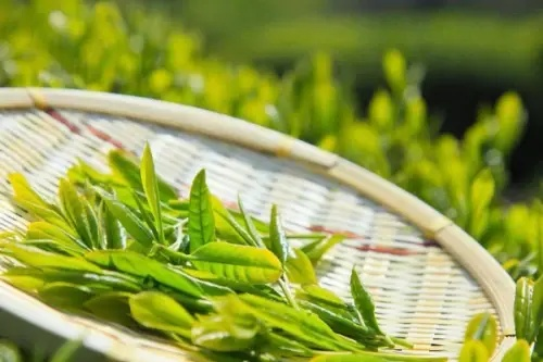 从茶田到茶杯，打造让消费者上瘾的品牌茶叶的六大秘籍