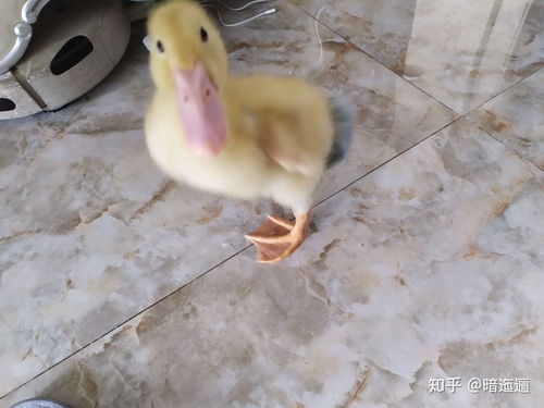 自家鸭子绒毛做鸭绒被，从零开始的手工温暖指南