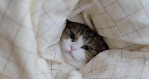 猫主子们的冬被大比拼，鸭绒被真的香吗？