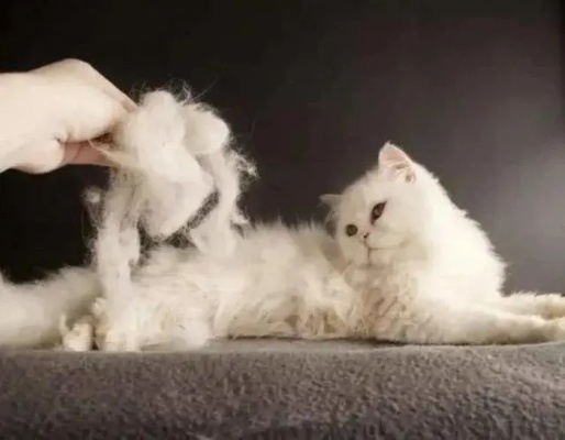 猫主子们的冬被大比拼，鸭绒被真的香吗？