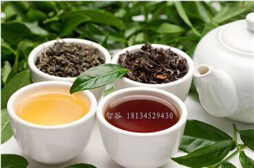 梅州乌龙茶品牌代理全攻略，从入门到爆单的实战指南