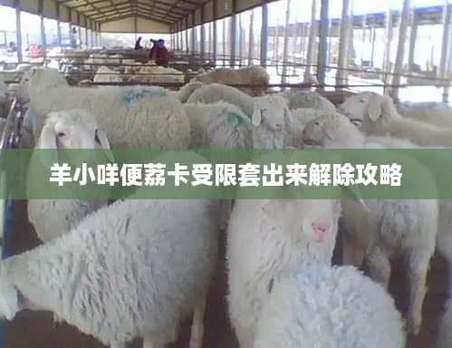 羊小咩便荔卡使用攻略，真的能套出来吗？看这里就明白！