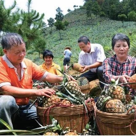 从田间到乡村，农业知识如何赋能乡村振兴