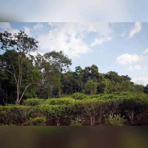 从茶山到全国，番顺茶叶的30年逆袭之路