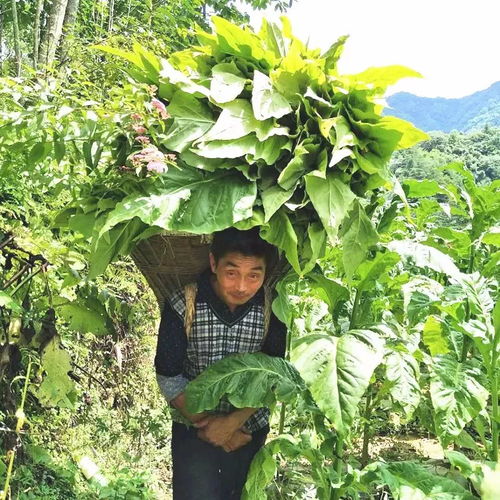 南郑区青树镇，小叶子撬动大产业，土特产变身网红茶的逆袭之路