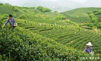雅安毛尖，深山茶香里的千年传承与品牌崛起之路
