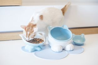 韩国宠物陶瓷品牌全解析，从萌宠餐具到治愈系家居，这些品牌让你家毛孩幸福感爆棚！