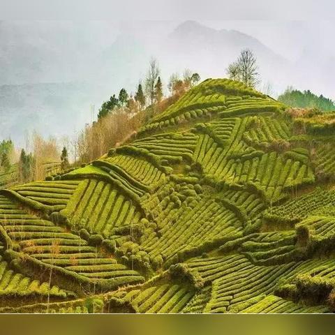 陕西毛尖茶叶选购指南，如何挑到正宗好茶？附品牌对比与实用技巧