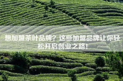 海口茶叶品牌加盟全攻略，从生产到销售如何轻松创业？