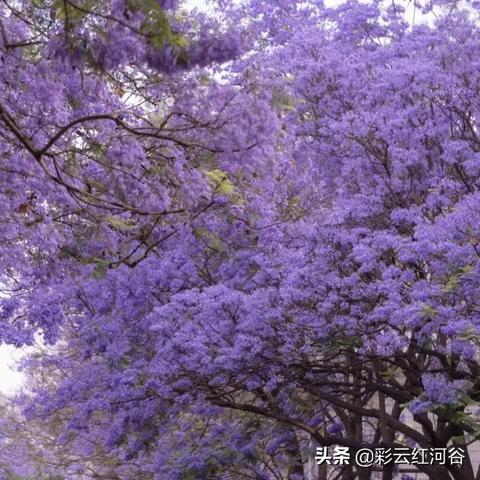 云南品牌地毯加盟店推荐及案例分析