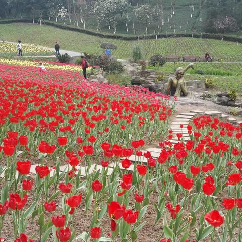 重庆4月樱花景点全攻略，赏樱路线+避坑指南