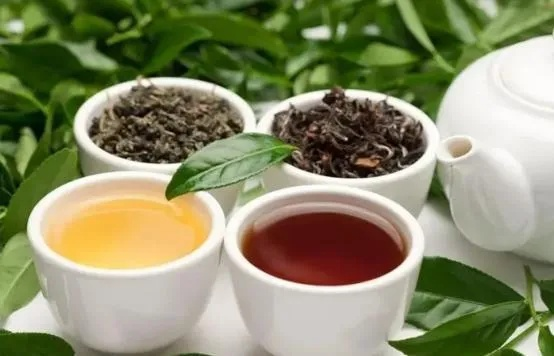 含碘茶叶哪个牌子好？这份选购指南帮你选对碘之茶