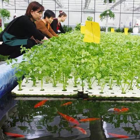 特色水产养殖，乡村振兴的水下金钥匙