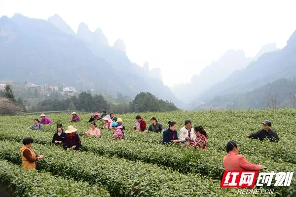 武陵山下的振兴密码，张家界如何激活乡村造血功能
