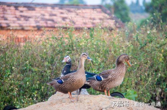 刺猬的暖冬计划，小鸭子的鸭绒被如何改变森林生活？