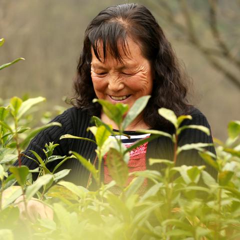 天龙茶叶品牌怎么样？从价格到口碑全解析，看完再决定买不买