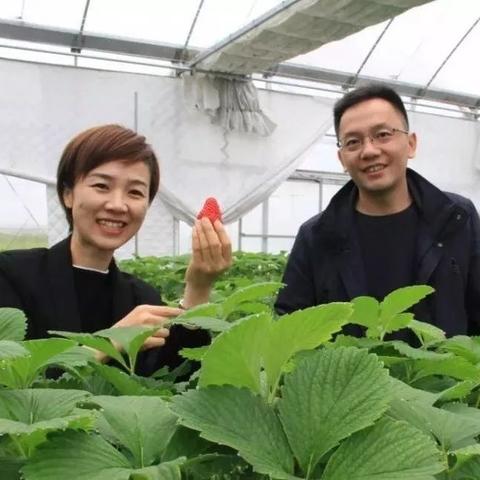 母婴品牌外企的成功之道