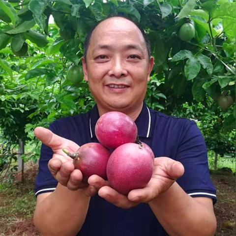 果园如何助力乡村振兴？这份果香计划指南请收好！