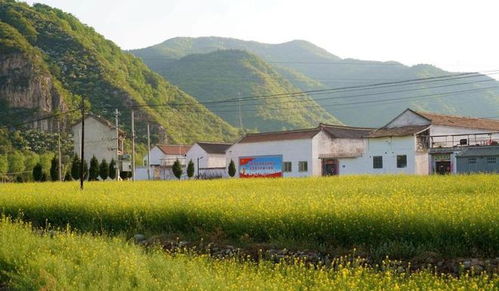 乡村风光与生活图鉴，用一段话讲好乡村故事