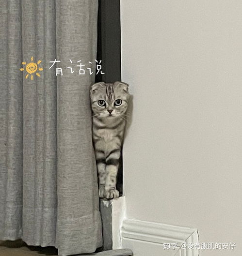 猫咪零食选购指南，这些品牌让主子疯狂上头！