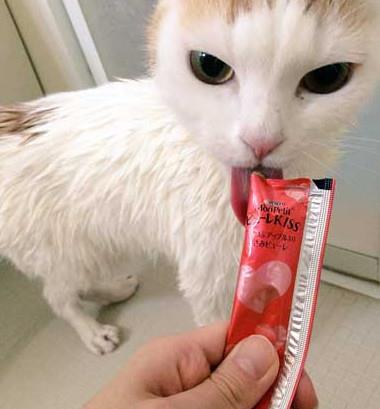 猫咪零食选购指南，这些品牌让主子疯狂上头！