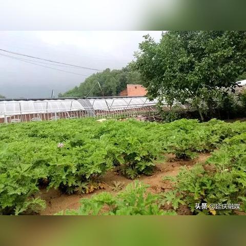 乡村旅游让村民钱包鼓了，生活更甜了
