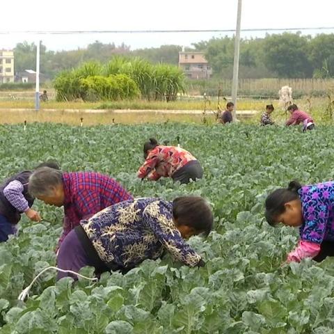 乡村旅游让村民钱包鼓了，生活更甜了