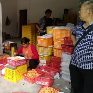枇杷树修剪全攻略，从零开始学做乡村果木医生