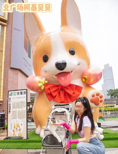 宠物户外用品品牌精选