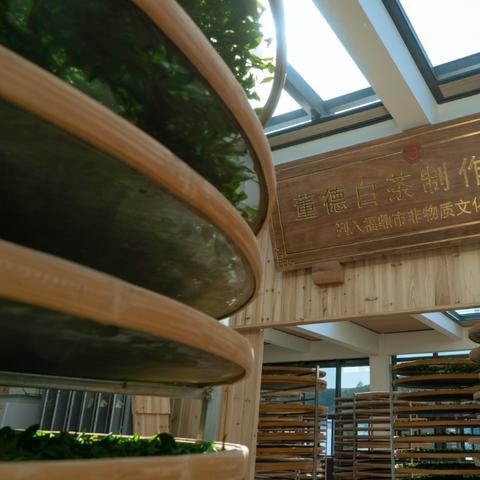 福鼎白茶加盟品牌推荐及案例分析
