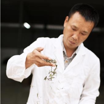 福鼎白茶加盟品牌推荐及案例分析