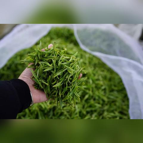 茶叶分筛设备选购指南，国内外主流品牌全解析