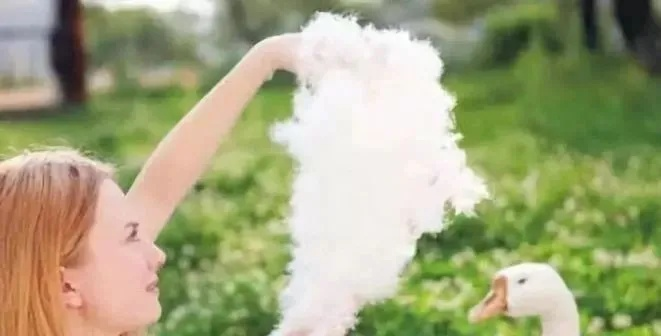 鸭绒被洗完有味道？5招帮你快速去味，附清洁指南和避坑指南