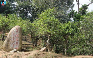 你知道遍山的茶叶有哪些品牌吗？2023茶叶选购全攻略，从山头到茶杯的避坑指南