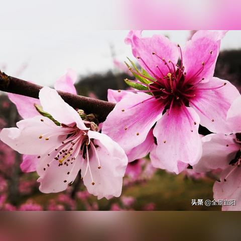 桃多多桃享卡额度全解析，如何查询与灵活使用，附实操指南