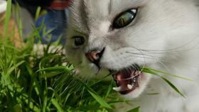 小猫零食品牌如何引爆市场?5大疑问词解析+应用场景+成功案例 小猫零食品牌如何引爆市场?5大疑问词解析+应用场景+成功案例