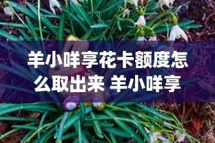 羊小咩享花卡额度提升攻略,从基础到实战的全方位解析 羊小咩享花卡额度提升攻略,从基础到实战的全方位解析