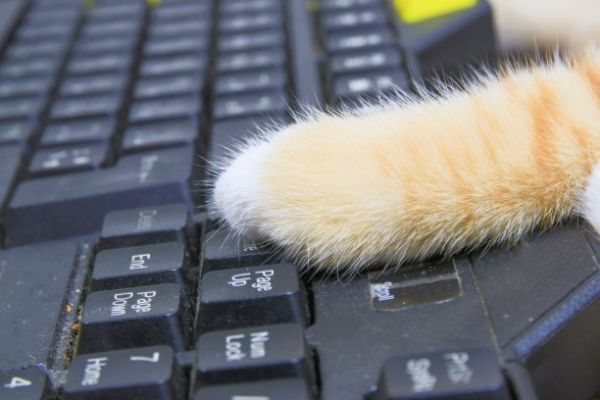 猫爪子形状的电脑品牌如何选择？这7大疑问一次说清