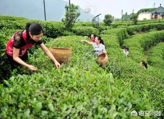 昭平有机茶叶店地址怎么找?5大实用指南+真实案例解析 昭平有机茶叶店地址怎么找?5大实用指南+真实案例解析