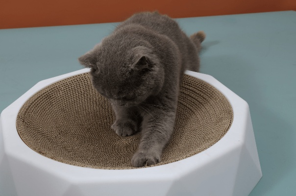 猫咪防潮玩具品牌推荐及选购指南，防潮材质、适用场景与真实用户反馈