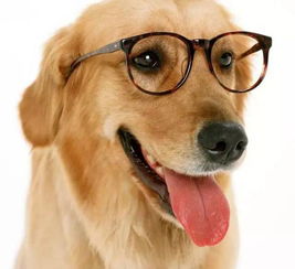 2023中型犬玩具选购指南,XX品牌对比+实战案例+场景应用 2023中型犬玩具选购指南,XX品牌对比+实战案例+场景应用
