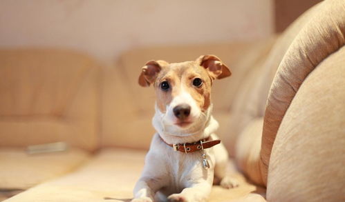 2023中型犬玩具选购指南，XX品牌对比+实战案例+场景应用